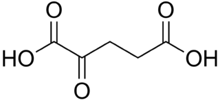 2-オキソグルタル酸（α-ケトグルタル酸）の化学構造