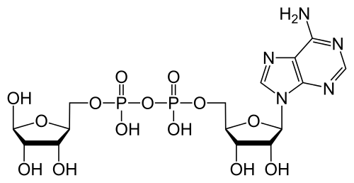 ADPリボースの化学構造