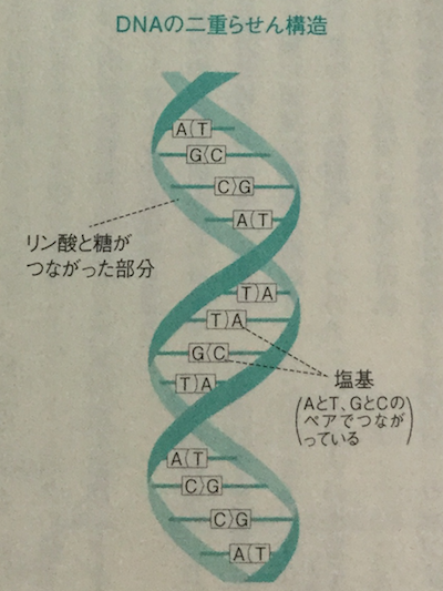 DNAの二重螺旋構造