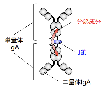 IgAとJ鎖