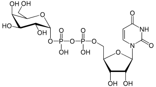 UDP-ガラクトースの化学構造