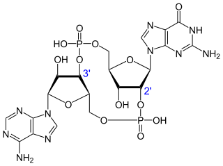 cGAMPの化学構造