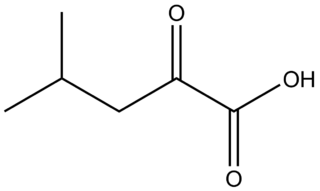 α-ケトイソカプロン酸の化学構造