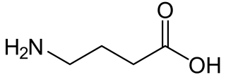 γ-アミノ酪酸（GABA）の化学構造