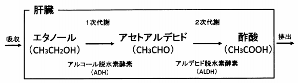 肝臓におけるアルコールからアセトアルデヒド、酢酸への代謝経路