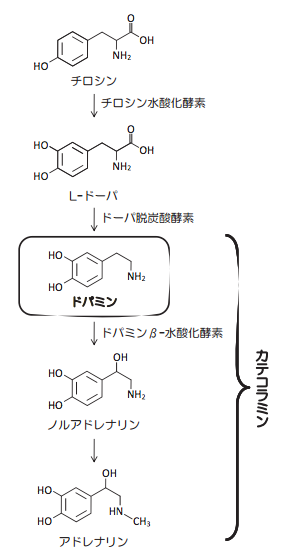 アドレナリンの生合成経路