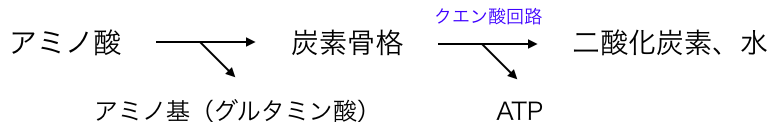 アミノ酸の代謝の流れ
