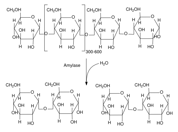 アミロースの加水分解によって生じるマルトース