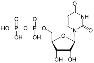ウリジン二リン酸（UDP）の化学構造