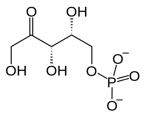 キシルロース-5-リン酸の化学構造