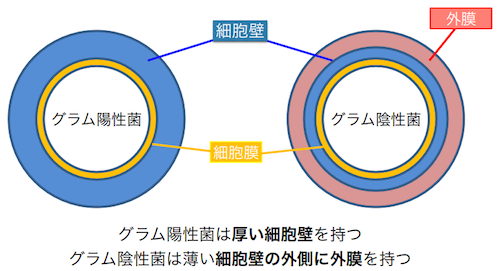 グラム陽性菌とグラム陰性菌の違い