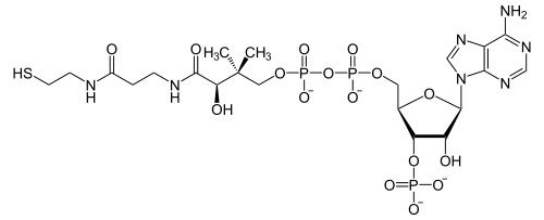 コエンザイムA（CoA）の化学構造