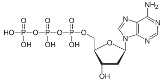 デオキシアデノシン三リン酸（dATP）の化学構造