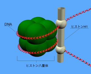 ヒストン八量体にDNAが巻きついたヌクレオソームの構造