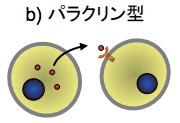 パラクリンの伝達方法