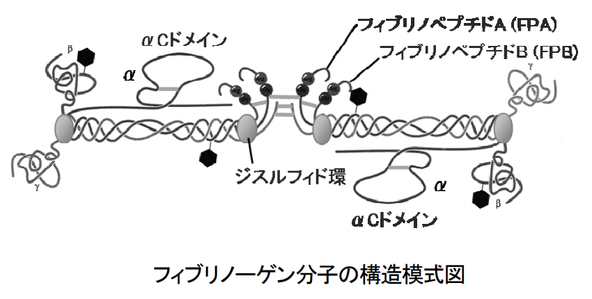 フィブリノーゲンの構造