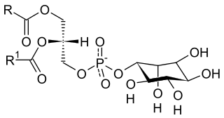ホスファチジルイノシトールの化学構造