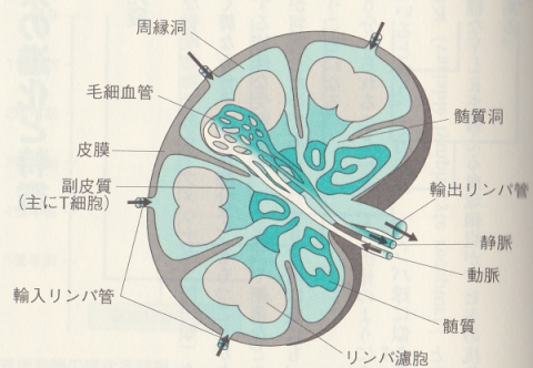 リンパ節の構造