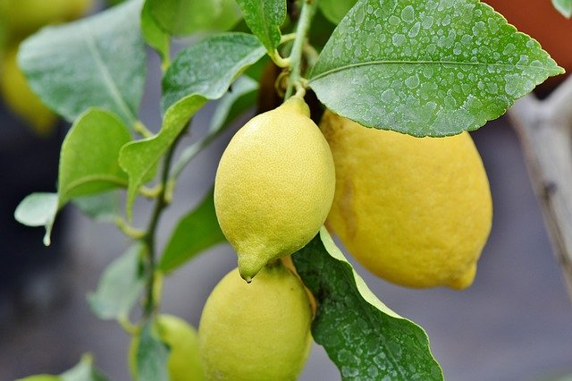 レモンの果実（Capri23auto - Pixabay）