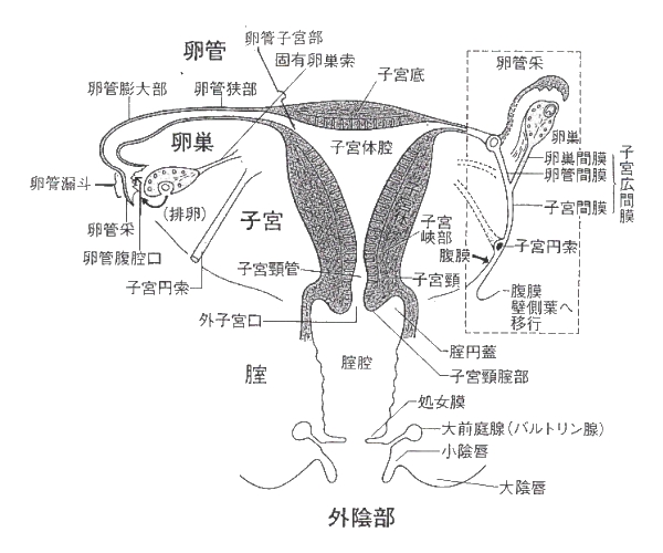 子宮の構造