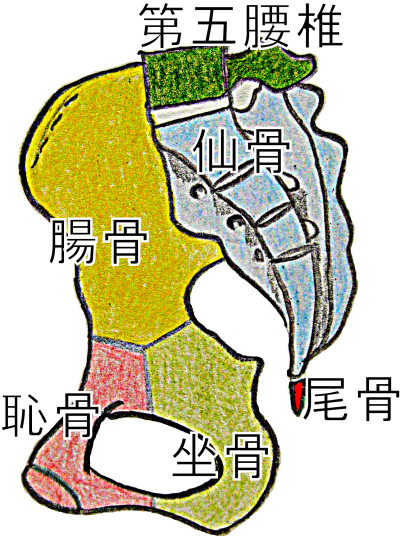 寛骨の構造