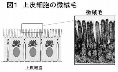 微絨毛の構造
