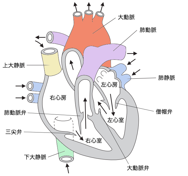 心臓の構造