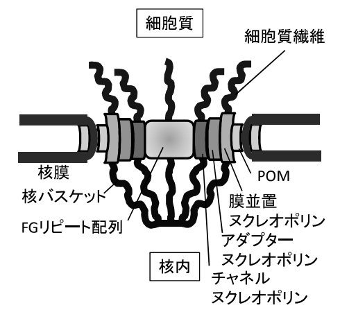 核膜孔複合体の構造