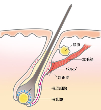 毛包のバルジ