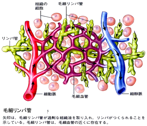 毛細リンパ管と毛細血管の関係