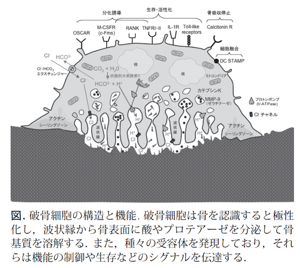 破骨細胞の構造