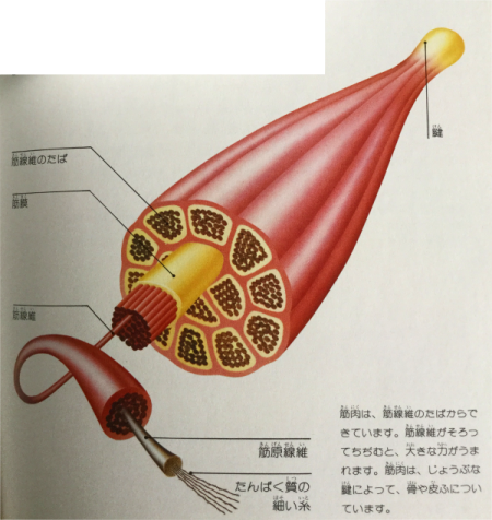 筋肉の構造