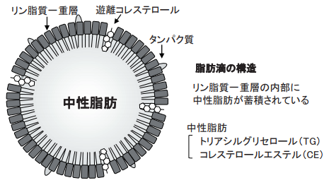 脂肪滴の構造