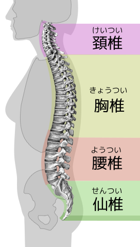 脊椎の部位ごとの分類