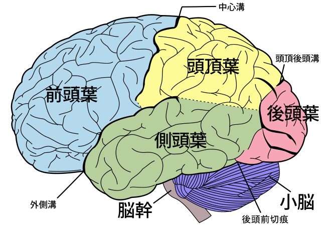 脳の構造