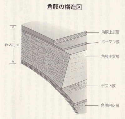 角膜の構造