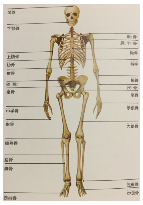 全身の骨の種類