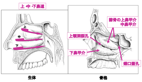 鼻甲介と鼻道