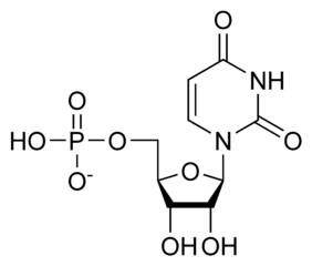 ウリジル酸（ウリジン一リン酸）の化学構造