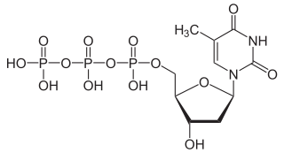 チミジン三リン酸（TTP）の化学構造