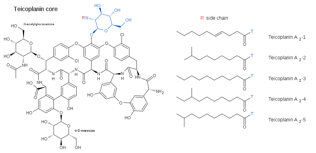 テイコプラニンの化学構造