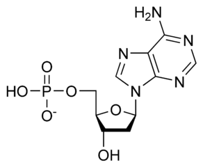デオキシアデニル酸（dAMP）の化学構造