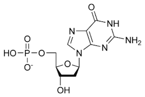 デオキシグアニル酸（dGMP）の化学構造