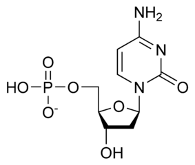 デオキシシチジル酸（dCMP）の化学構造