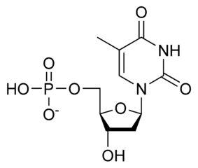 デオキシチミジル酸（dTMP）の化学構造