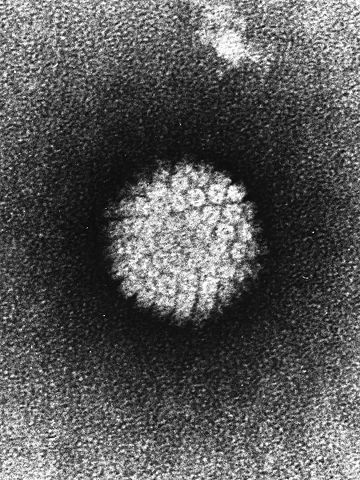 ヒトパピローマウイルス（HPV）の構造