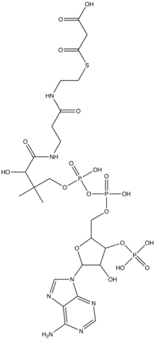 マロニルCoAの化学構造