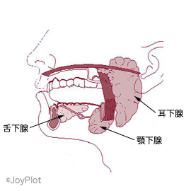 大唾液腺の位置