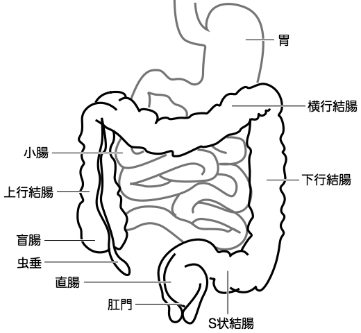 大腸の構造