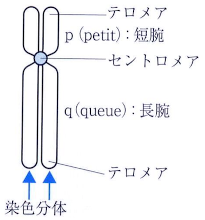 染色体の構造